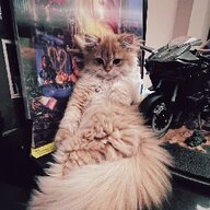 执笔画浮尘丶Y